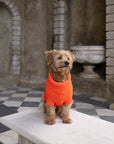 Lava Orange British Wool Dog Jumper