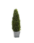 Preserved Cypress Tree Topiary