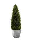 Preserved Cypress Tree Topiary