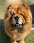 Send Some Floofy Love: Red Chow Chow 'Aloof Floof' Greeting Card