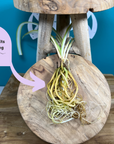 Plant Propagation Gift Set