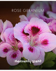 Natural Soap - Rose Geranium