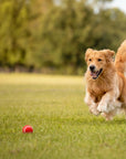 Big Game Hunters Double Strength Dog Tennis Ball - Multicolor 6 Ball Pack