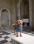 Blackface Sheep Dog Jumper in British Wool
