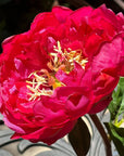Silk Peony Flower Arrangement In Vase - 15"