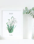 Snowdrop - January Birth Flower - Watercolour Fine Art Print