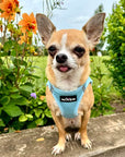 Tiny Trails Step In Air Mesh Puppy and Small Dog Harness Baby Blue