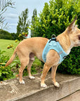 Tiny Trails Step In Air Mesh Puppy and Small Dog Harness Baby Blue