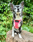 Tiny Trails Step In Air Mesh Puppy and Small Dog Harness Pink
