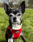 Tiny Trails Step In Air Mesh Puppy and Small Dog Harness Red