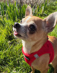 Tiny Trails Step In Air Mesh Puppy and Small Dog Harness Red