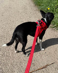 Tiny Trails Reflective 15mm Webbing Lead with Neoprene Handle Lining Red