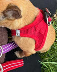 Tiny Trails Step In Air Mesh Puppy and Small Dog Harness Red