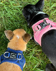 Tiny Trails Step In Air Mesh Puppy and Small Dog Harness Navy