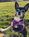 Tiny Trails Step In Air Mesh Puppy and Small Dog Harness Purple