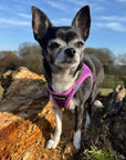 Tiny Trails Step In Air Mesh Puppy and Small Dog Harness Purple