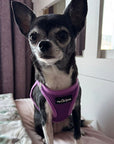 Tiny Trails Step In Air Mesh Puppy and Small Dog Harness Purple