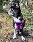 Tiny Trails Step In Air Mesh Puppy and Small Dog Harness Purple