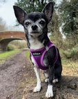 Tiny Trails Step In Air Mesh Puppy and Small Dog Harness Purple