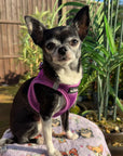 Tiny Trails Step In Air Mesh Puppy and Small Dog Harness Purple