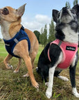 Tiny Trails Step In Air Mesh Puppy and Small Dog Harness Navy