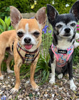 Luxury Blue Meadow Floral Dog Harness for Chihuahuas, Toy Breeds & Puppies