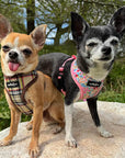 Luxury Blue Meadow Floral Dog Harness for Chihuahuas, Toy Breeds & Puppies