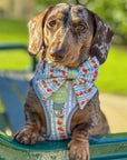 Eden's Orchard - Dog Collar + ID Tag Holder