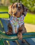 Eden's Orchard - Adjustable Dog Harness (XXS-XS)