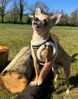 Tiny Trails Step In Soft Touch Suede Effect Faux Fur Lined Puppy and Small Dog Harness Mocha