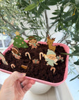 Christmas Winter Themed Garden Refill Kit