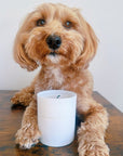 “Lets get Fizzical” - Clean Burn Essential Oil Candle