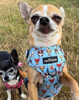 Blue Chihuahua Print Exclusive Small Dog Harness by My Chi and Me SALE