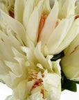 Pack of 6 x 65cm Protea Sugarbush Flower Stem - White-2