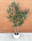 250cm XXL Olive Tree-4