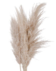 Cream Pampas Grass Stems for Home Styling