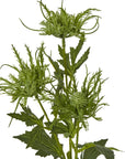 Green Sea Holly Artificial Stem Coastal Bloom