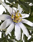 White artificial passion flower spray with verdant foliage, lifelike petals and filaments, 89cm home decor accent by sostter at brixbailey.com