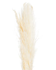 Cream Pampas Grass Stem Natural Boho Accent