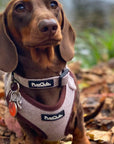Collar - Tweed Brown