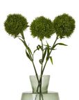 Lush Dark Green Dianthus Stem | Fresh Floral Elegance