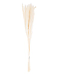 Mini White Pampas Grass Set of 15 Decorative Stems
