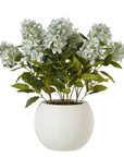 Medium Green Hydrangea in Pot for Indoor Display