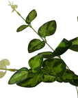 Vibrant Variegated Leaf Faux Foliage Stem