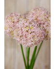 Lilac Allium Stem for Vases and Home Styling