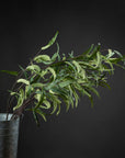 Graceful artificial willow eucalyptus spray with dark green foliage, 50-inch stems, for lifelike home decor. by sostter at brixbailey.com