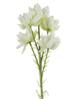 Pack of 6 x Artificial Flowers White Starflower Stem - 5 Flowers 60cm-2