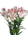 Handcrafted white and pink silk Stargazer lily stem, hyper-realistic artificial flower for home decor by sostter at brixbailey.com