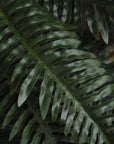 Lifelike artificial fern bunch with cascading foliage, realistic vein patterns, and true forest green color for home decor. by sostter at brixbailey.com