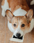 Instant Camera dog enrichment toy